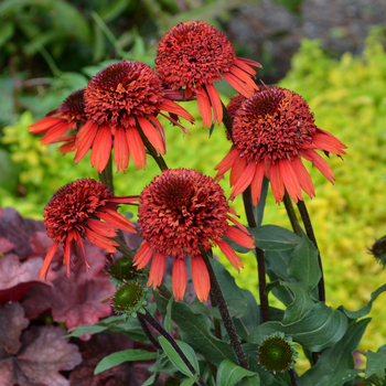 Echinacea Cupcake™ 'Cinnamon Cupcake' (056223)