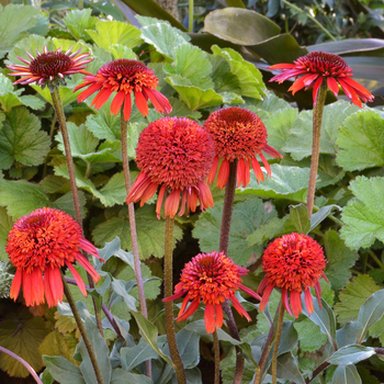 Echinacea Cupcake™ 'Cinnamon Cupcake' (056224)