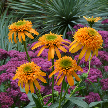 Echinacea Secret™ 'Secret Glow' (056244)