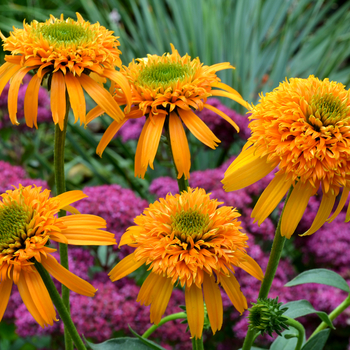 Echinacea Secret™ 'Secret Glow' (056245)