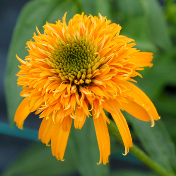 Echinacea Secret™ 'Secret Glow' (056246)