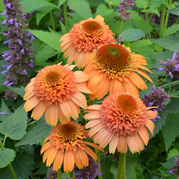 Echinacea purpurea Supreme™ 'Cantaloupe' (056254)