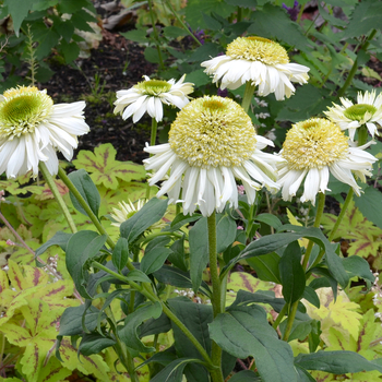 Echinacea Cupcake™ 'Vanilla Cupcake' (056261)