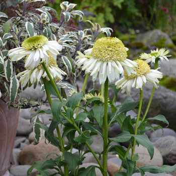 Echinacea Cupcake™ 'Vanilla Cupcake' (056262)