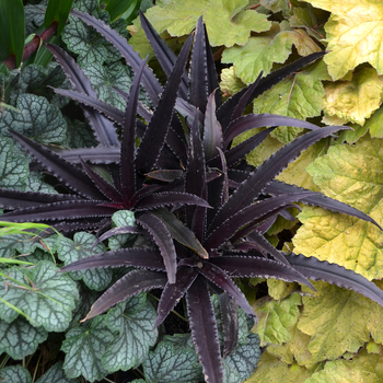 Eucomis 'Dark Star' (056266)