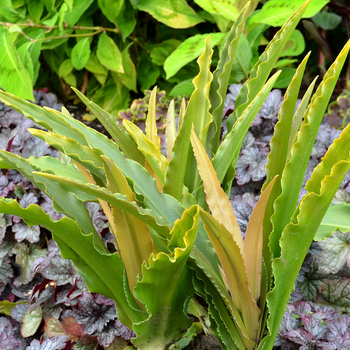 Eucomis 'Glow Sticks' (056270)