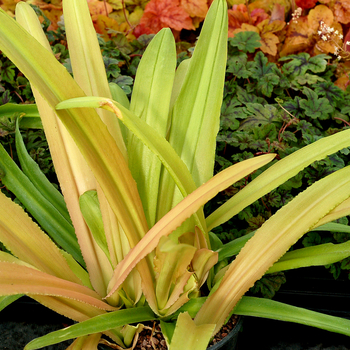 Eucomis 'Glow Sticks' (056271)