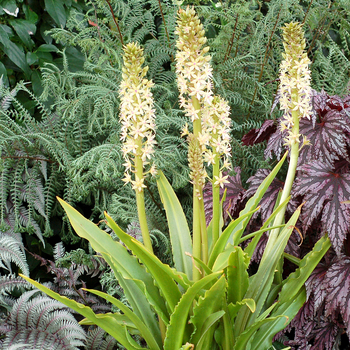 Eucomis 'Glow Sticks' (056272)