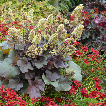 Heuchera Little Cutie™ 'Blondie' (056277)