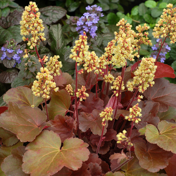 Heuchera Little Cutie™ 'Blondie' (056278)