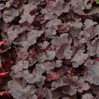 Heuchera Little Cuties™ 'Coco' (056281)