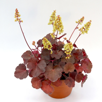 Heuchera Little Cutie™ 'Blondie' (056282)