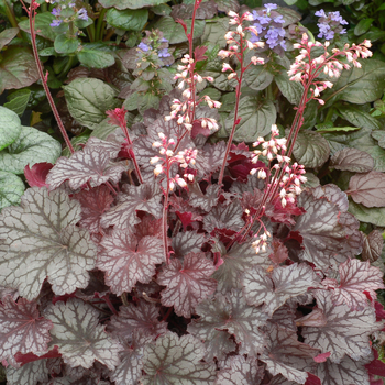 Heuchera Little Cuties™ 'Frost' (056285)