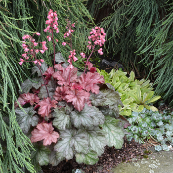 Heuchera Little Cutie™ 'Ginger Snap' (056291)