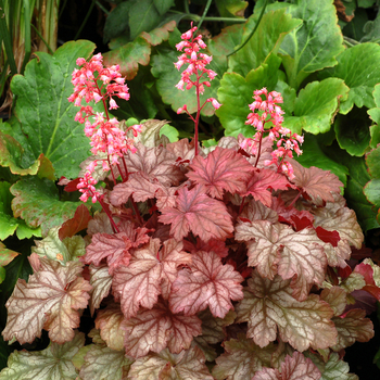 Heuchera Little Cutie™ 'Ginger Snap' (056294)