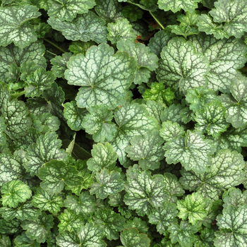 Heuchera Little Cuties™ 'Peppermint' (056296)