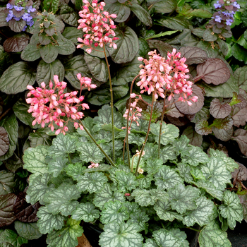 Heuchera Little Cuties™ 'Peppermint' (056297)