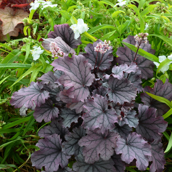 Heuchera Little Cuties™ 'Sugar Berry' (056301)