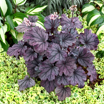 Heuchera Little Cuties™ 'Sugar Berry' (056302)