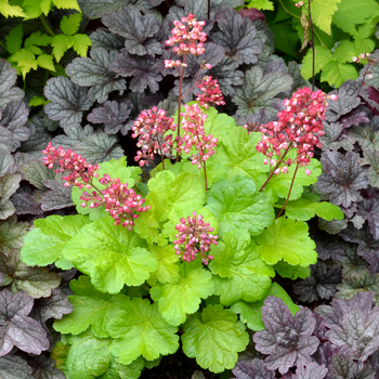 Heuchera Little Cuties™ 'Sweet Tart' (056306)