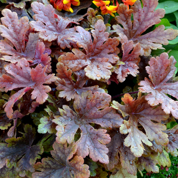 Heuchera 'Buttered Rum' (056308)