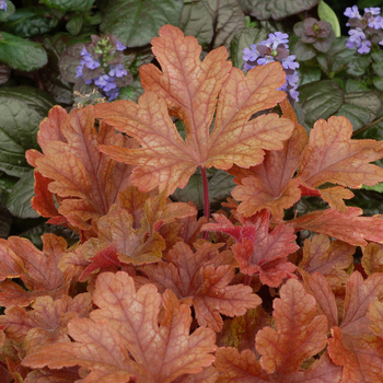 Heuchera 'Buttered Rum' (056309)