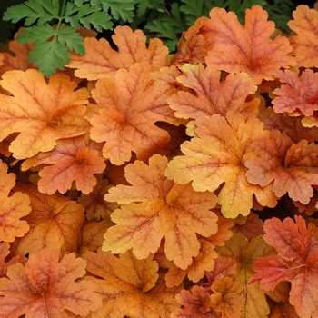 Heuchera 'Buttered Rum' (056310)