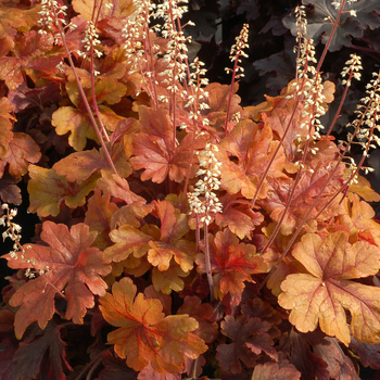 Heuchera 'Buttered Rum' (056311)