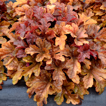 Heuchera 'Buttered Rum' (056312)