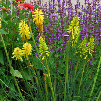 Kniphofia Popsicle™ '' (056318)