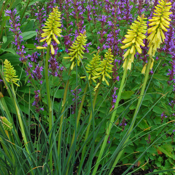 Kniphofia Popsicle™ '' (056319)