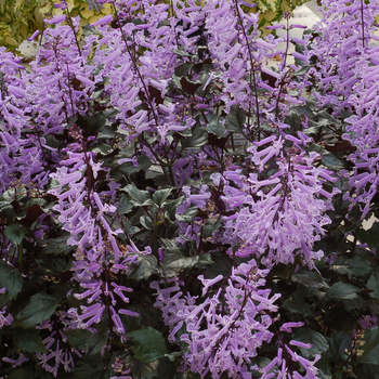 Plectranthus 'Velvet Elvis' (056320)