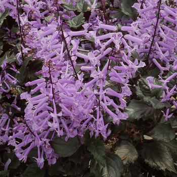 Plectranthus 'Velvet Elvis' (056321)