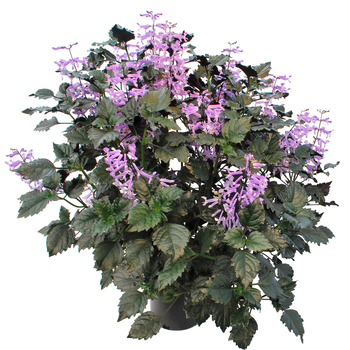 Plectranthus 'Velvet Elvis' (056322)