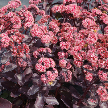 Sedum telephium Candy™ 'Cherry Truffle' (056324)