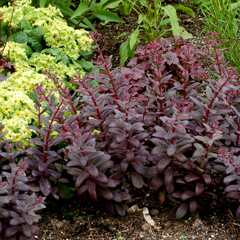 Sedum telephium Desert™ 'Black' (056329)