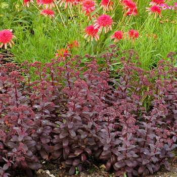 Sedum telephium Desert™ 'Black' (056330)