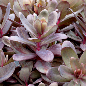 Sedum telephium Desert™ 'Black' (056331)