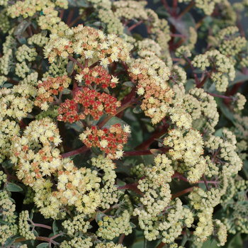 Sedum telephium Desert™ 'Blonde' (056333)