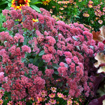 Sedum telephium Desert™ 'Red' (056334)