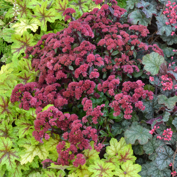 Sedum telephium Desert™ 'Red' (056335)