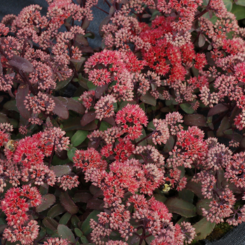 Sedum telephium Desert™ 'Red' (056336)