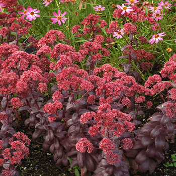 Sedum telephium Desert™ 'Red' (056338)