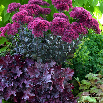 Sedum 'Thunderhead' (056347)