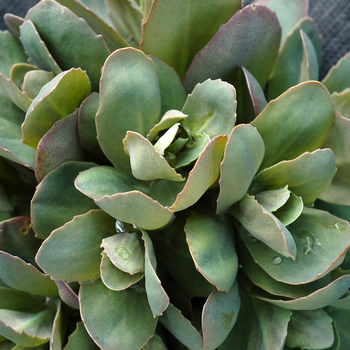 Sedum 'Thunderhead' (056348)