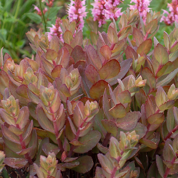 Sedum 'Thunderhead' (056349)