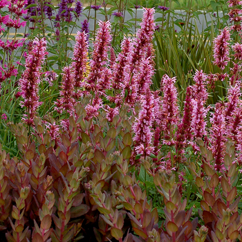 Sedum 'Thunderhead' (056350)