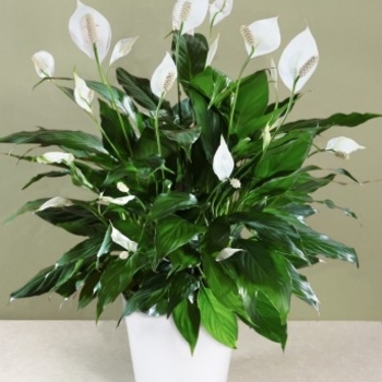 Spathiphyllum 'Mojo™' 