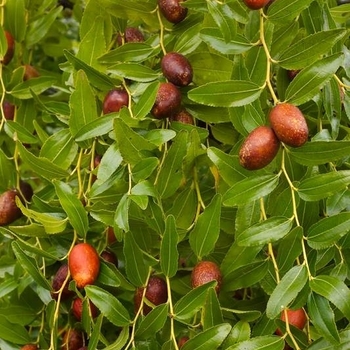 Ziziphus jujuba 'Lang' 