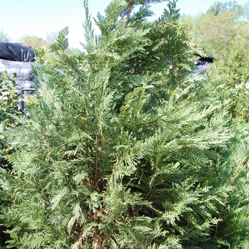 Cupressocyparis leylandii '' (057134)